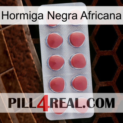 African Black Ant 18
